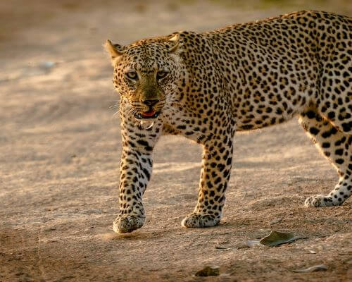 Kenya