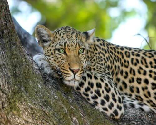 South Africa 