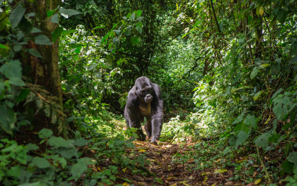 Uganda