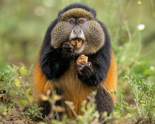 Rwanda