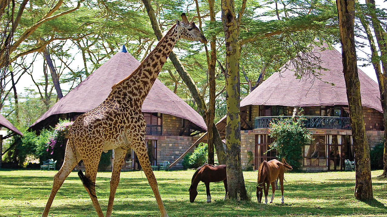 naivasha sopa 3.jpg