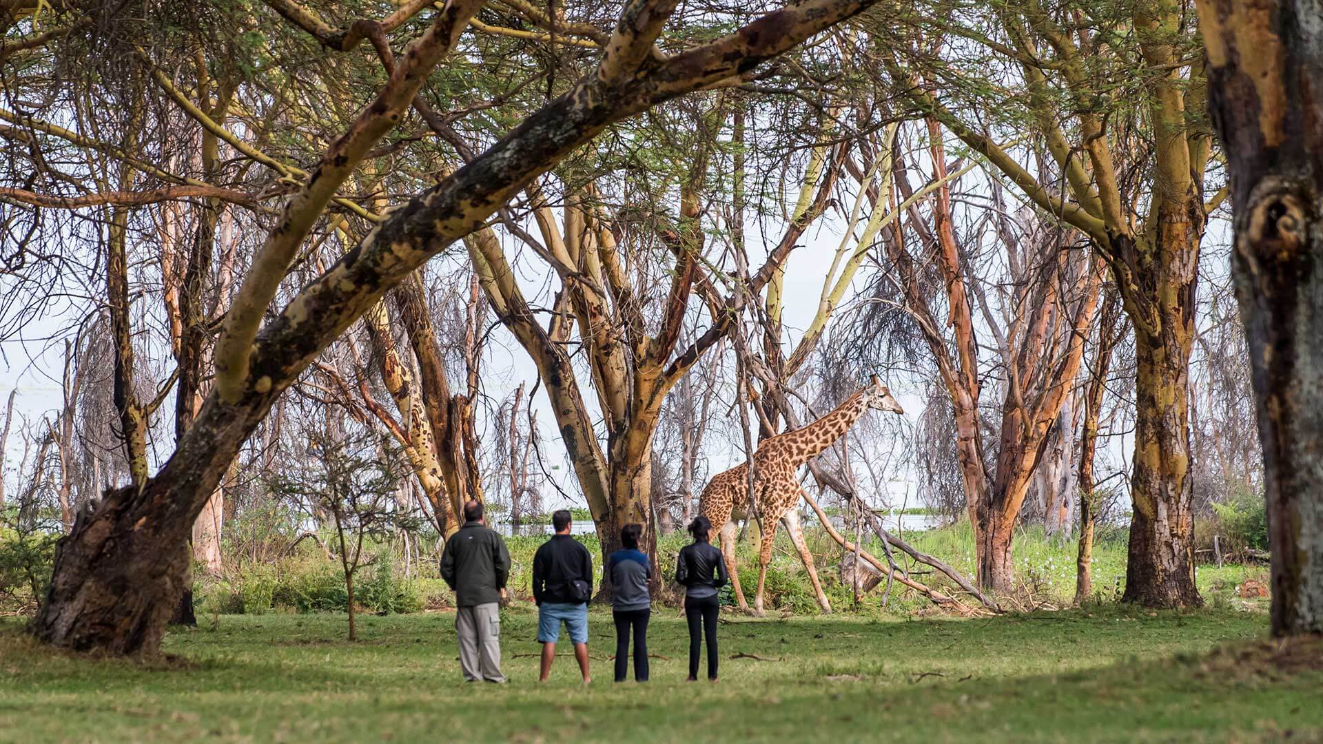 naivasha sopa 6.jpg