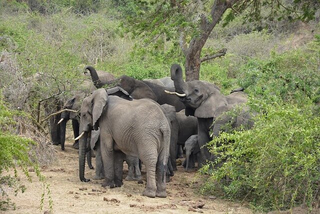 elephants-4518008_640.jpg