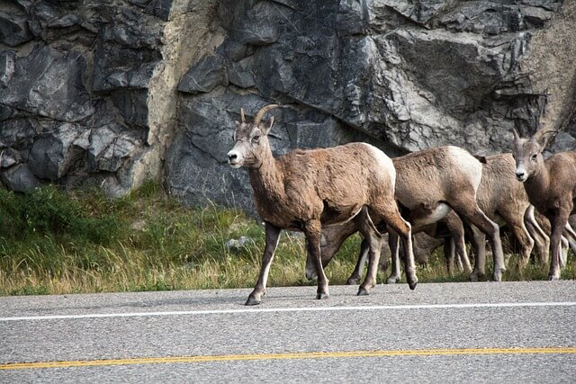 Jasper mountain goat.jpg