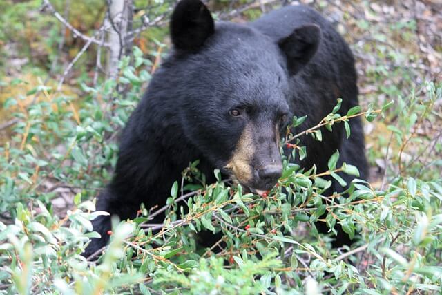 Jasper Bear.jpg