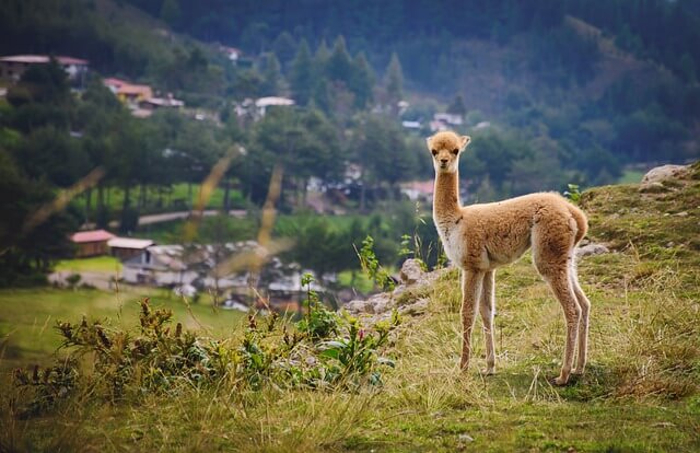 vicuna-5679264_640.jpg
