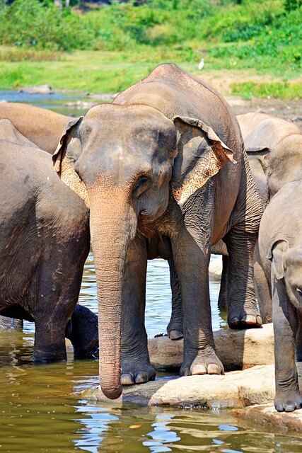 elephants-267128_640.jpg