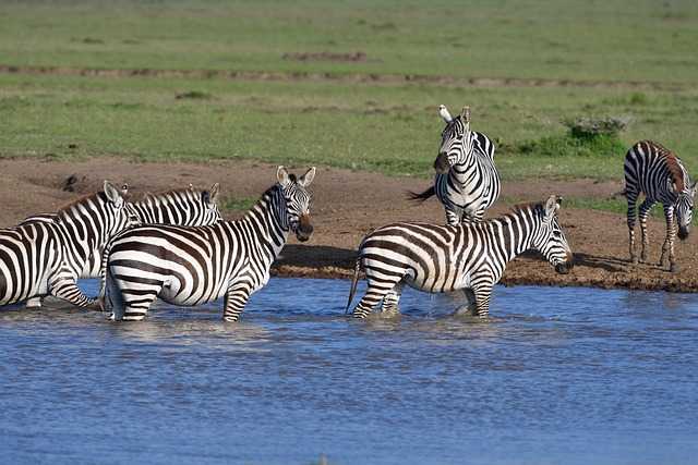 common-zebra-7261194_640.jpg