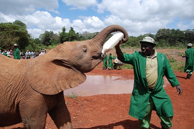 elephant-103588_640.jpg