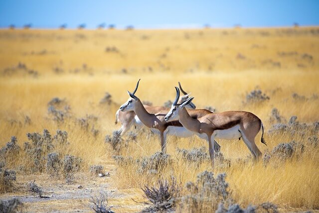 gazelle-3758346_640.jpg