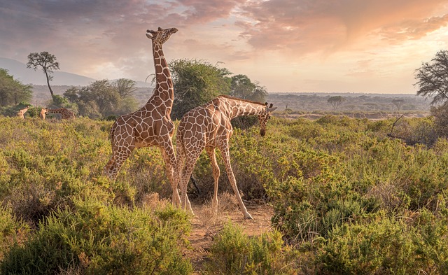giraffes-g130ba1d98_640.jpg