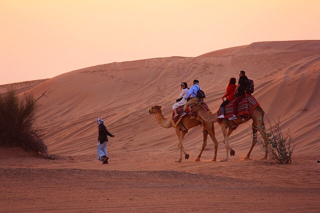 Dubai Desert Camel.jpg