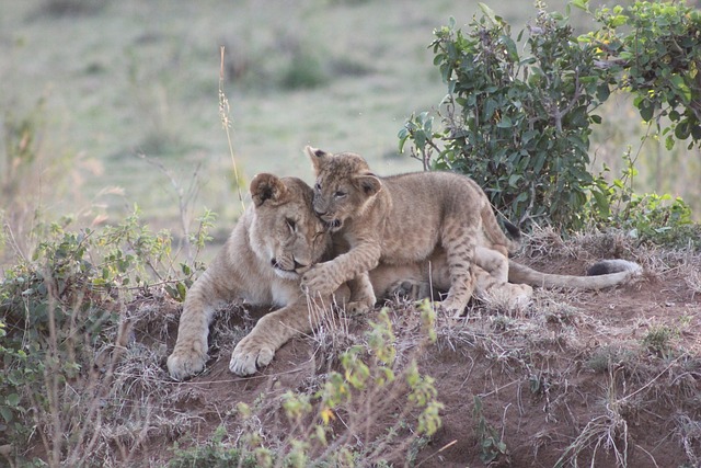 KENYA 4.jpg