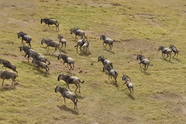 KENYA 5.jpg