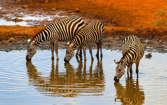 KENYA 6.jpg