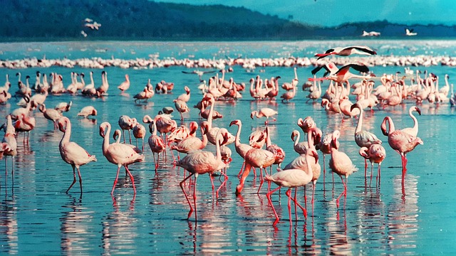 KENYA 8.jpg
