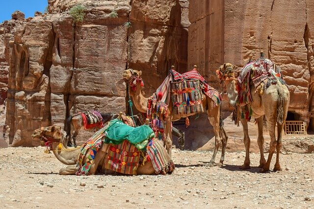 jordan camel.jpg