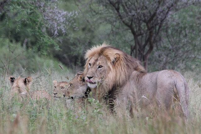 lion-222993_640.jpg