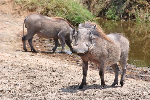 pumba-2011388_640.jpg