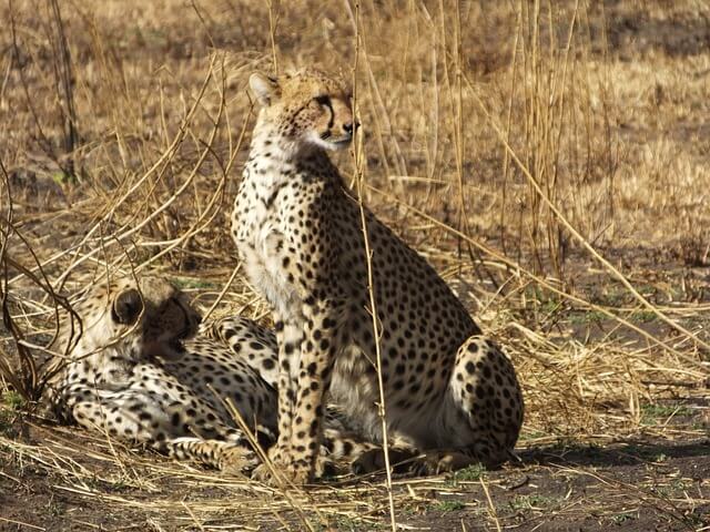 tanzania-305942_640.jpg