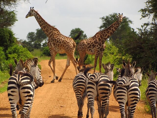 zebras-765885_640.jpg
