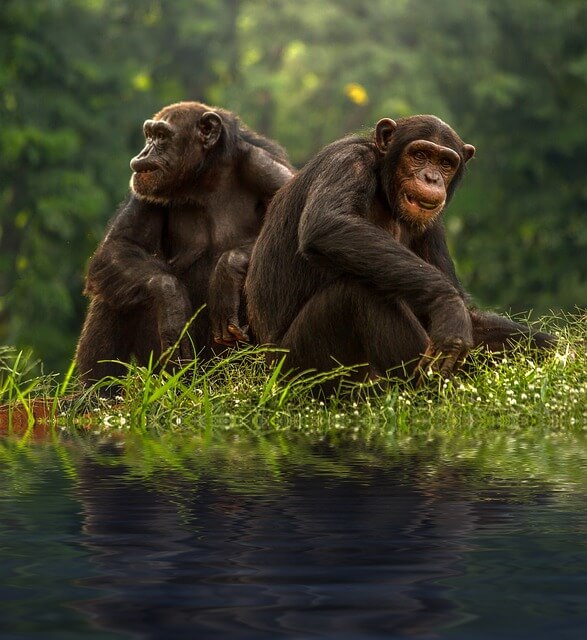chimp-1822540_640.jpg