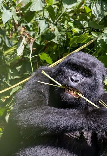 gorilla-7708333_640.jpg