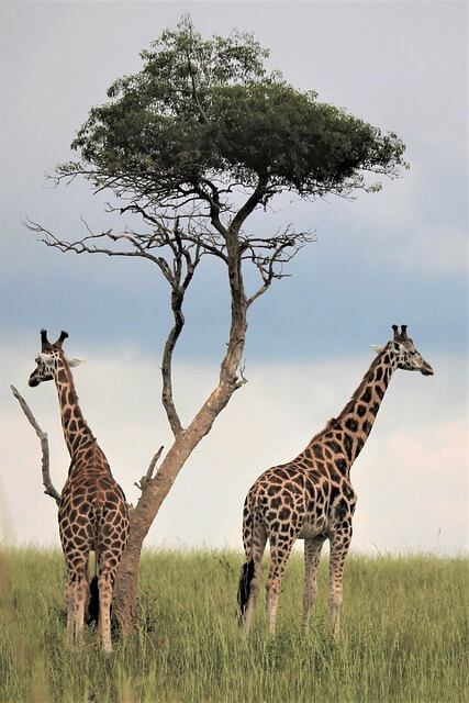 tree-5395485_640.jpg