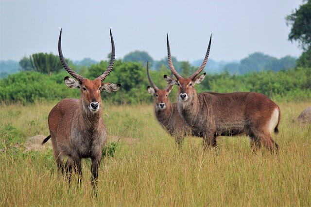 mammal-3227679_640.jpg