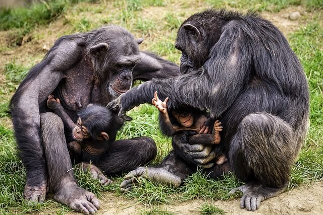 chimpanzees-3707292_640.jpg