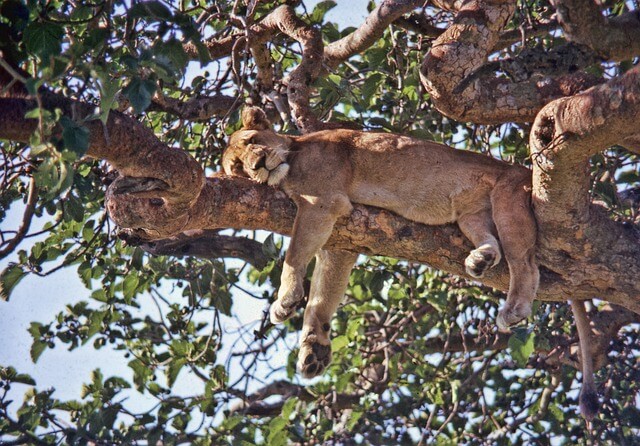 uganda-2376015_640.jpg