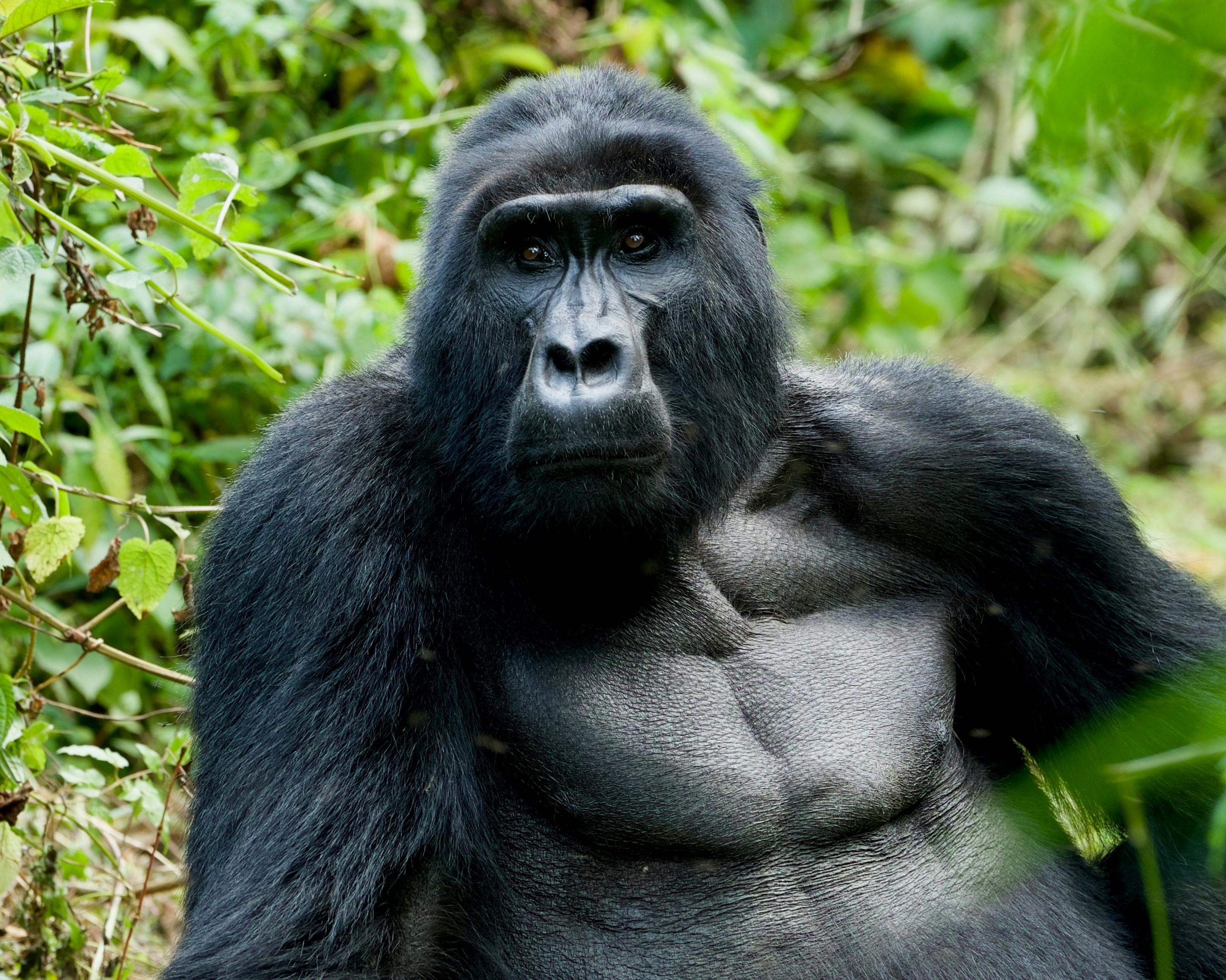 Uganda03.jpg
