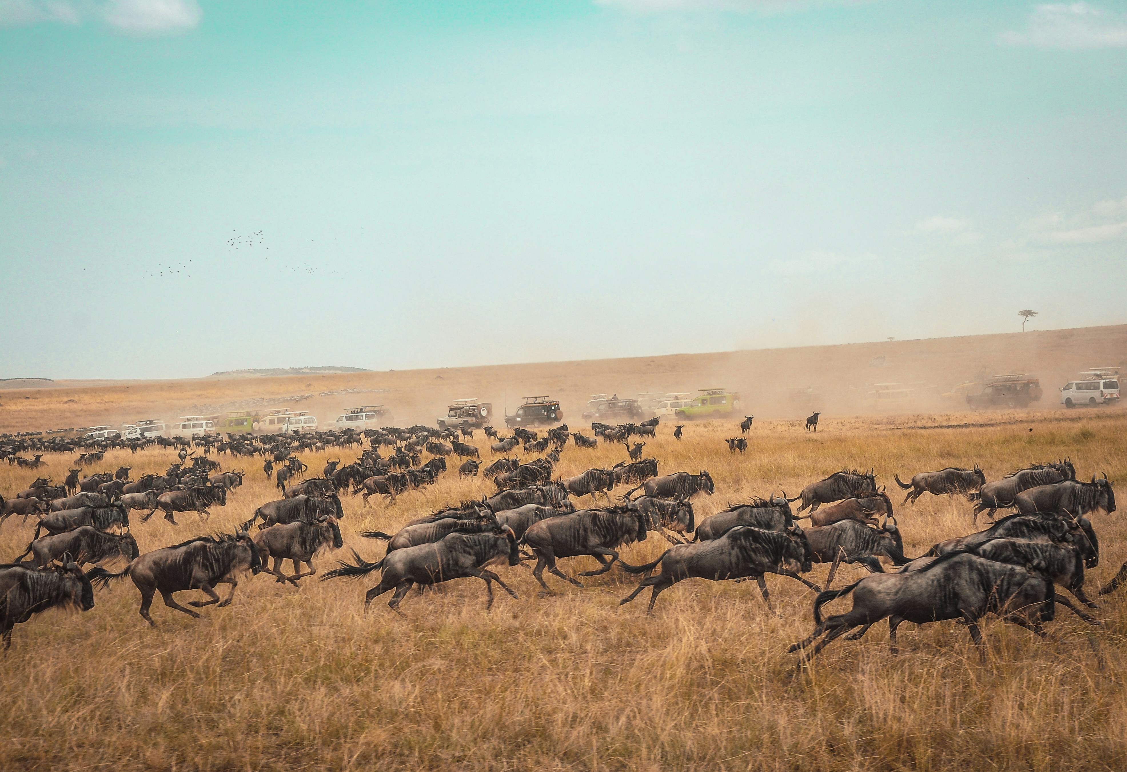 Kenya01.jpg