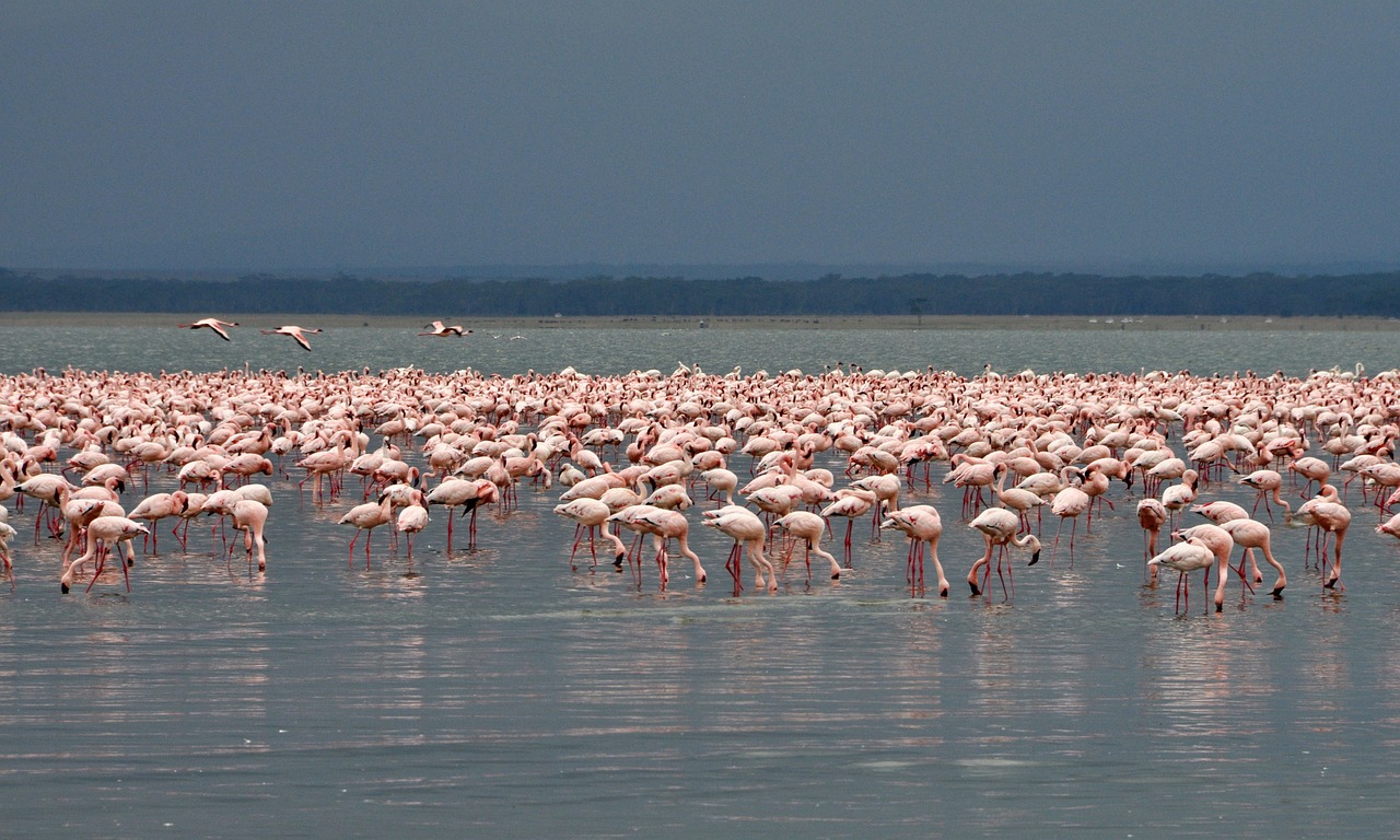Nakuru01.jpg