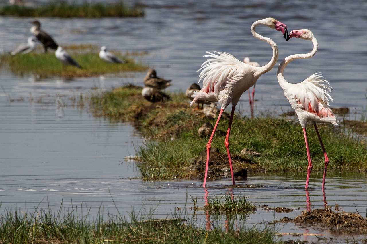 Nakuru02.jpg