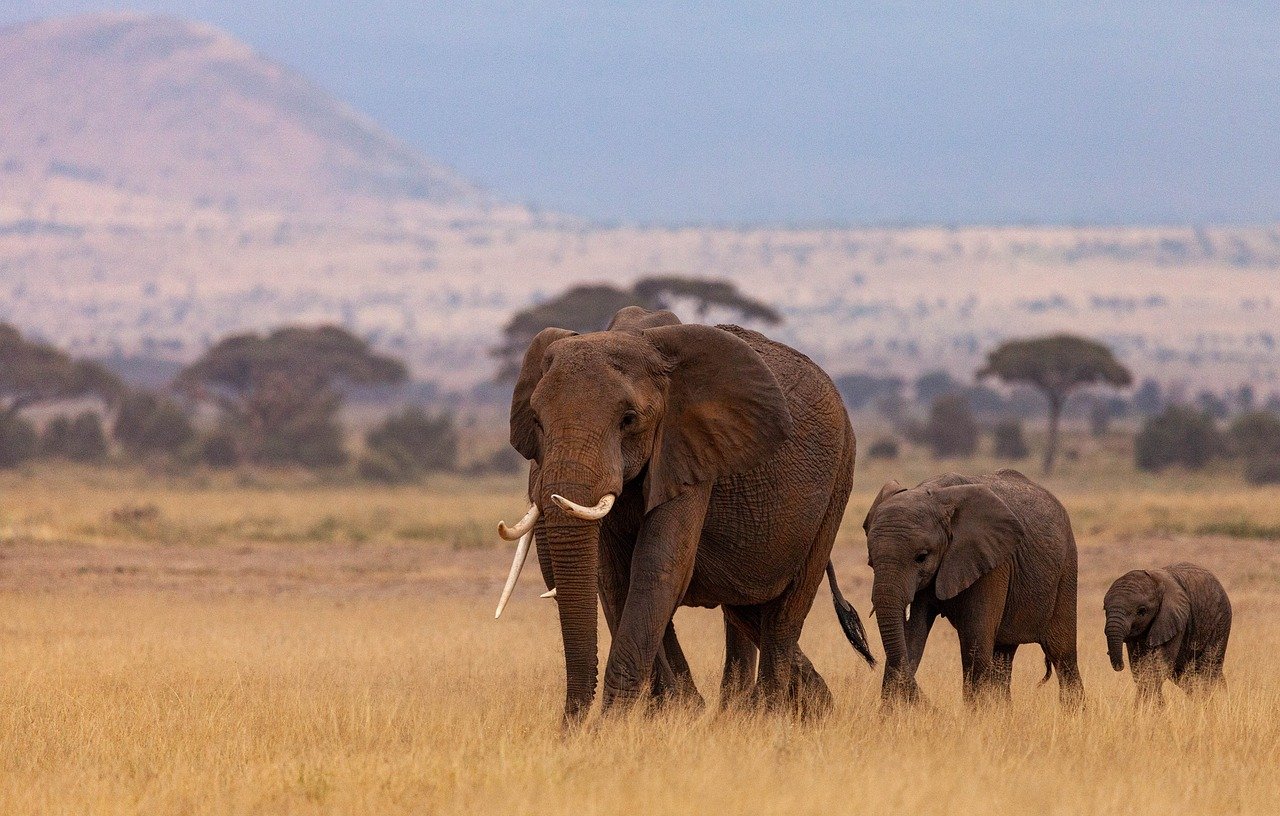 Samburu03.jpg