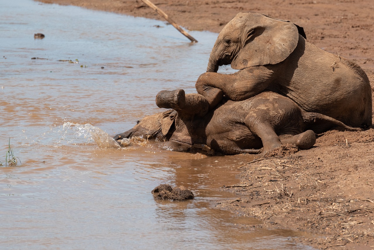 Samburu05.jpg