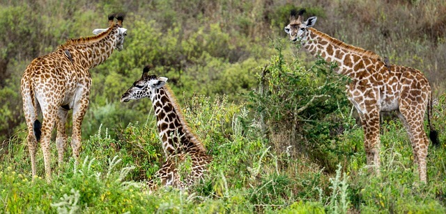 tanzania 5.jpg