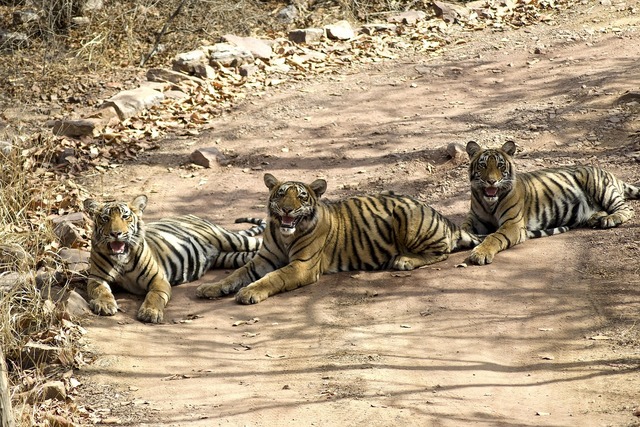 tigers-5185776_1280 (1).jpg