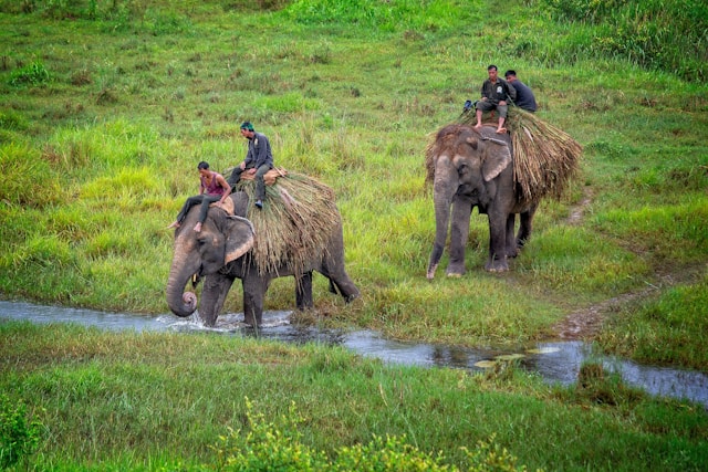 Chitwan National Park.jpg