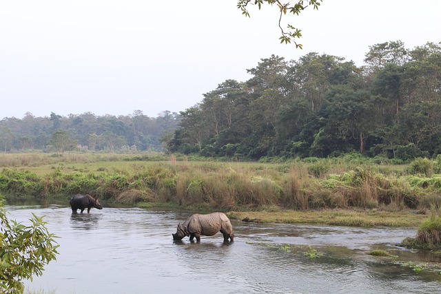 rhino-4642501_640.jpg