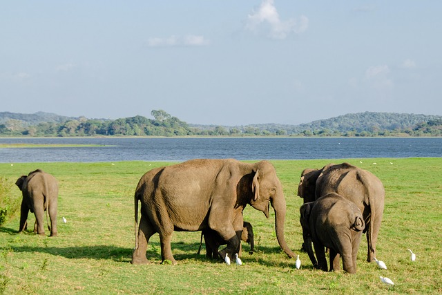 elephant-4037429_640.jpg