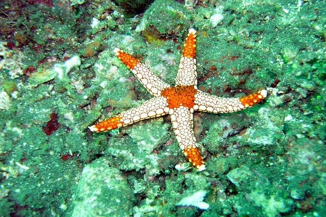 ocean-202074_640.jpg
