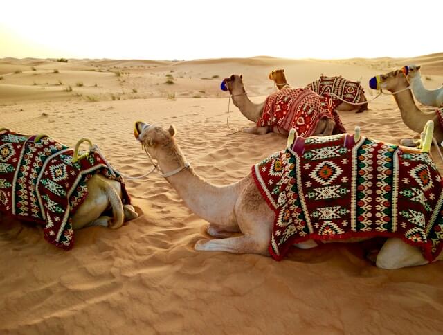 Dubai Camel.jpg