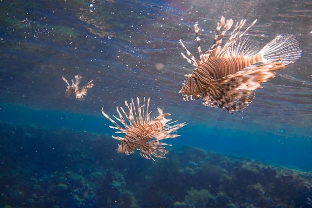 Sharm El-Sheikh Under Water.jpg