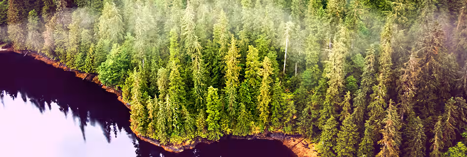 MI.NB-Ketchikan-trees.avif