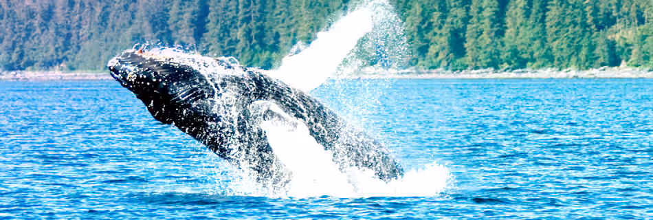 MI.NB-Juneau-whale.avif