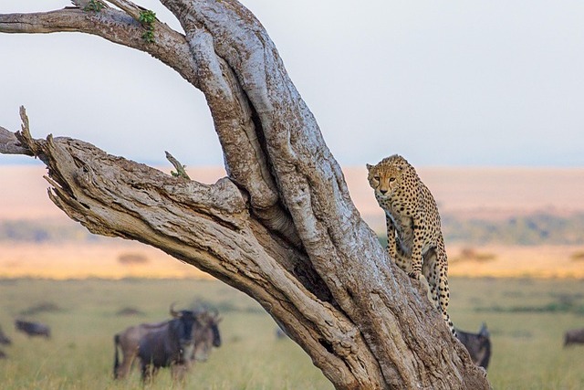 cheetah-7730649_640 (1).jpg
