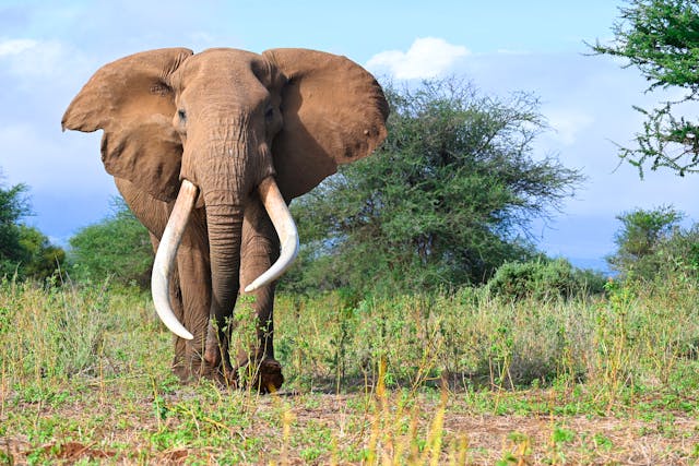 Elephant.jpg