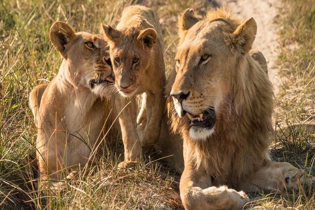Lions.jpg